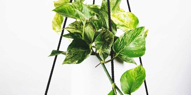 2023-2024赛季欧洲五大联赛冠军争夺形势分析报道配图